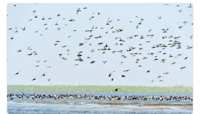 হাকালুকি হাওরে বেড়েছে জলচর পাখি, কমেছে শিকার ও বিষটোপের ঘটনা