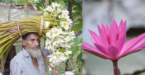 বিলের শাপলায় জীবিকা: ঘাম-শ্রমে গড়ে ওঠা গ্রামীণ অর্থনীতি